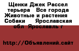 Щенки Джек Рассел терьера - Все города Животные и растения » Собаки   . Ярославская обл.,Ярославль г.
